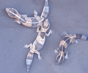 African Fattail Geckos African Fattail Geckos