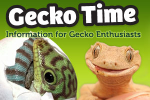 The All New Gecko Time