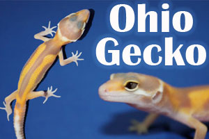 Small Breeder Interview: Thad, Dylan and Derek of Ohio Gecko