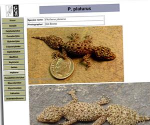 P. platurus P. platurus