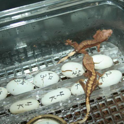SIM Cresteds SIM Crested Geckos