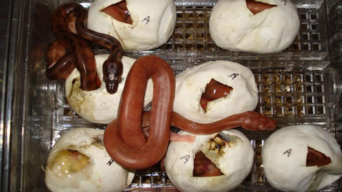 SIM Snakes SIM Snakes