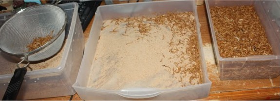 cleaning mealworms