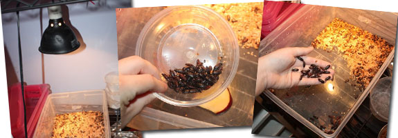 How to Breed Mealworms Gecko Time Gecko Time