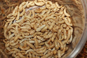 mealworm pupae mealworm pupae