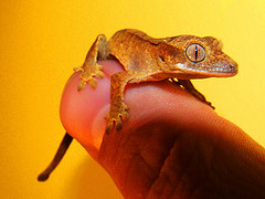 Crested Gecko Crested Gecko