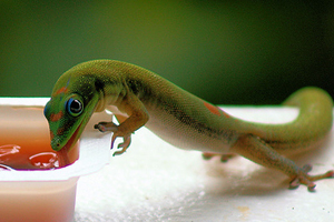 day gecko eating day gecko eating