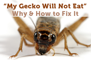 “My Gecko Will Not Eat” Part 2
