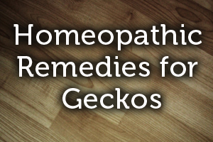Homeopathic Remedies for Geckos