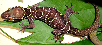 Hemidactylus