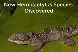 New Hemidactylus Species