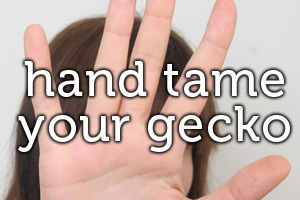 Hand Tame Your Gecko