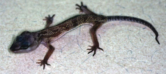 leopard-gecko-crypto