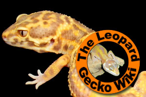 The Leopard Gecko Wiki