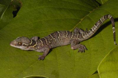 new-gecko-100602-02