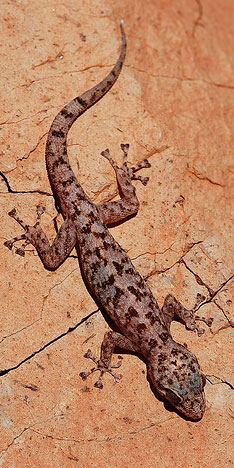 Phyllodactylus xanti Phyllodactylus xanti
