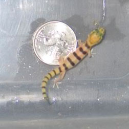 banded gecko banded gecko