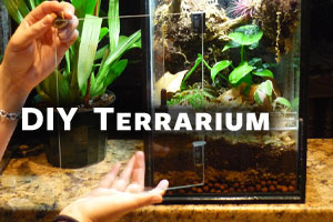 How to Build a Naturalistic Terrarium