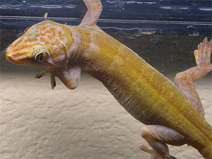 Golden gecko options trading