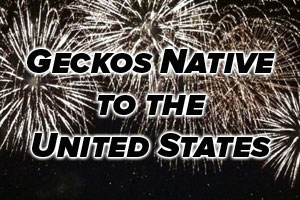 Happy Independence Day! Geckos Native to the U.S.