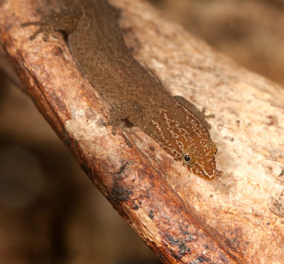 Sphaerodactylus notatus Sphaerodactylus notatus