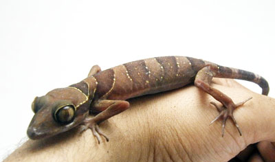 Cyrtodactylus intermedius Cyrtodactylus intermedius