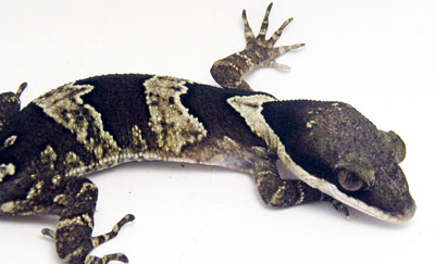 Cyrtodactylus irianjayaensis Cyrtodactylus irianjayaensis