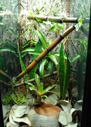 Gargoyle Vivarium Gargoyle Vivarium