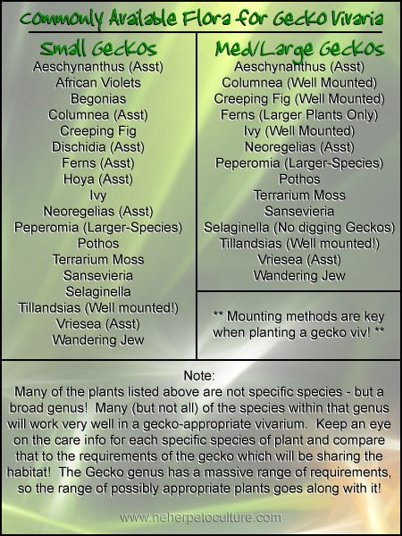 Safe to use plants in a Gecko Vivarium Safe to use plants in a Gecko Vivarium