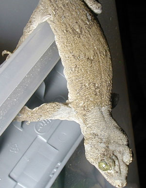 Gehyra marginata Gehyra marginata