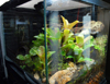 Klemmeri Vivarium Klemmeri Vivarium