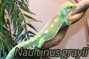 Naultinus grayii: the Northland Green Gecko