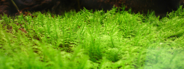 New England Herpetoculture Moss New England Herpetoculture Moss
