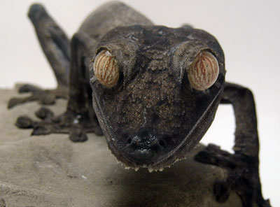 Uroplatus fimbriatus Uroplatus fimbriatus