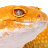 Turning Your Gecko Hobby into an Online Business