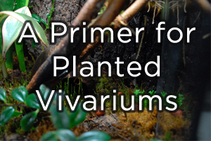 A Primer for Planted Vivariums