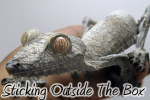 Sticking to the Outside of the Box: Four Oddball Gecko Species