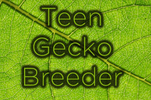 True Life: Being a Teen Gecko Breeder