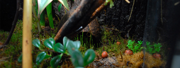 Williamsi Vivarium Ground Level Williamsi Vivarium Ground Level