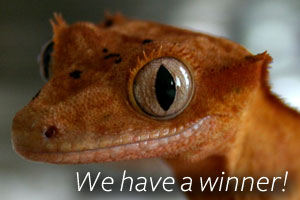 Pet-Tech Photo Contest Winner
