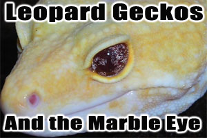 New Leopard Gecko Mutation: the Marble Eye