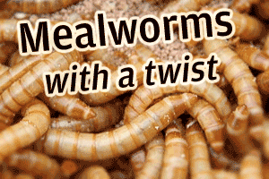Reader’s Question Answered: Mealworms with a Twist