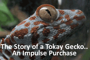 Reader’s Question Answered: Impulse Purchase