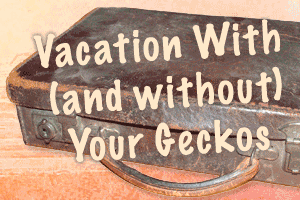 Going on Vacation With (and Without) Your Geckos