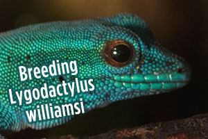 Breeding Lygodactylus williamsi