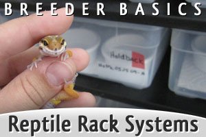 Breeder Basics: Reptile Rack Systems