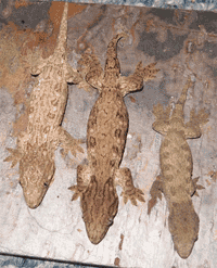 Female Nuu Ana, Male Nuu Ana x Moro, Female GT Type B (Left to Right) Female Nuu Ana, Male Nuu Ana x Moro, Female GT Type B (Left to Right)