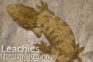 Leachies: the Big Geckos
