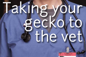 Taking your Gecko to the Vet: Interview with Dr. Ivan Alfonso