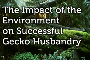 The Impact of the Environment on Successful Gecko Husbandry